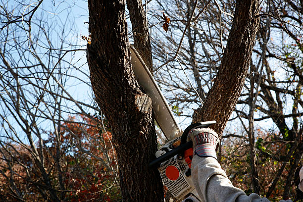 Best Fruit Tree Pruning  in Quartzsite, AZ